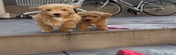 Maltipoo cani in vendita: Maltipoo in pronta consegna  - Annuncio 5