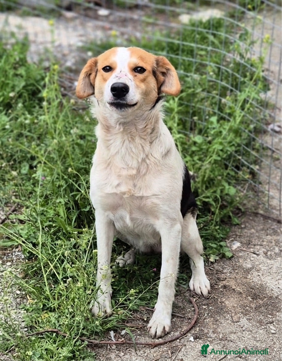 Meticcio cani Nella  - Annuncio 33