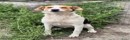 Meticcio cani in regalo: Nella  - Annuncio 1