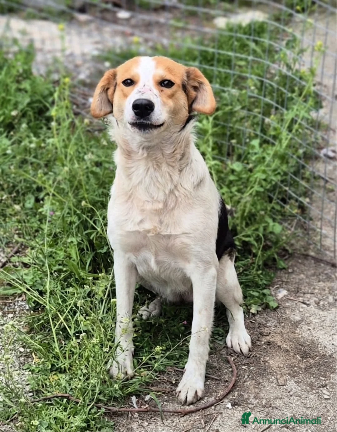Meticcio cani in regalo: Nella  - Annuncio 1