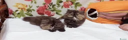 Persiano gatti in vendita: Cuccioli di Persiano - Annuncio 3