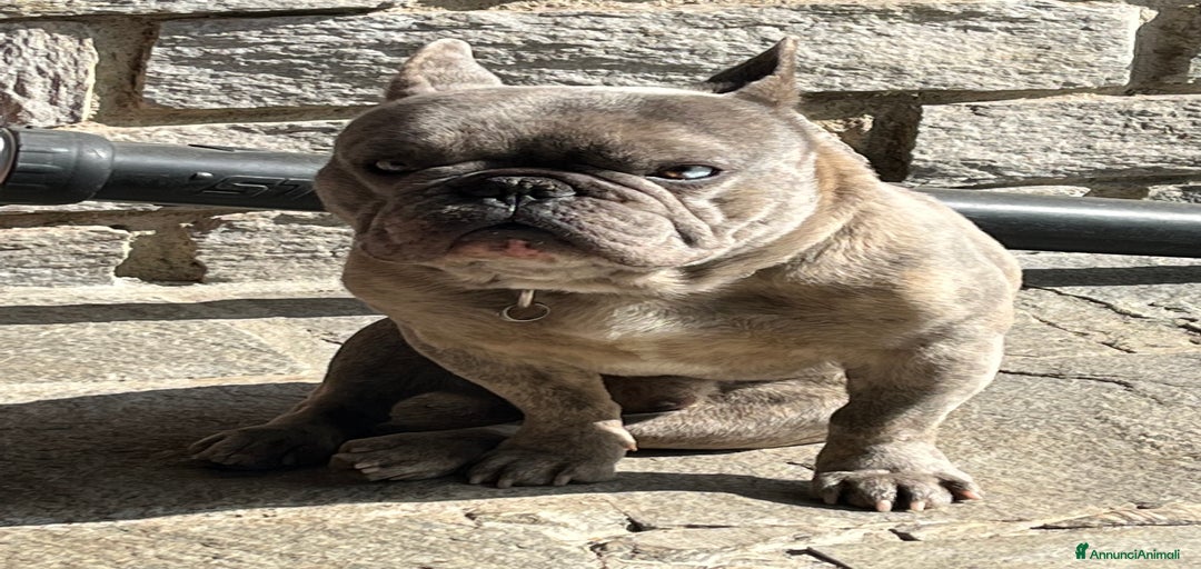 Immagine della galleria {{count}}