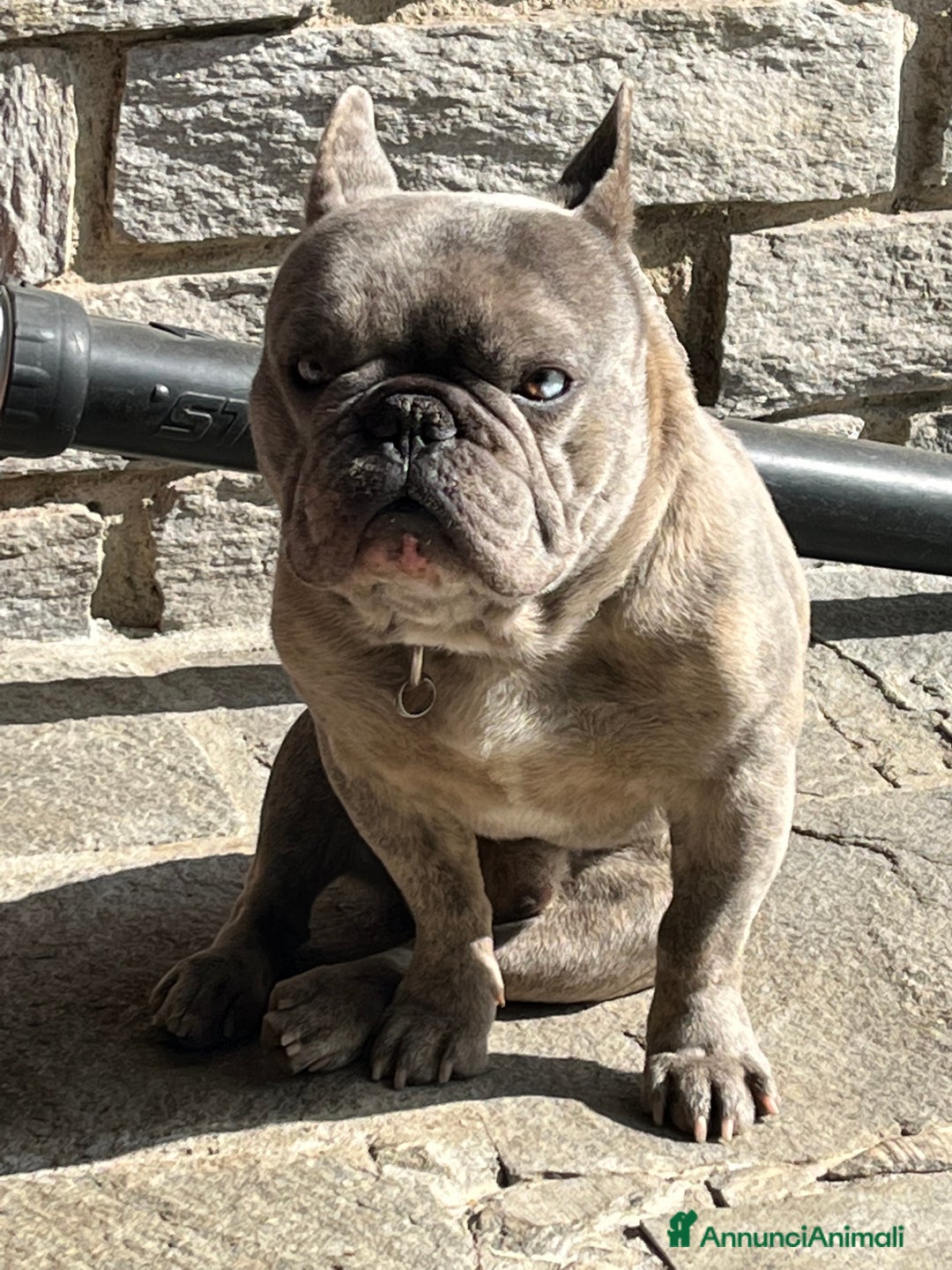 Immagine della galleria {{count}}