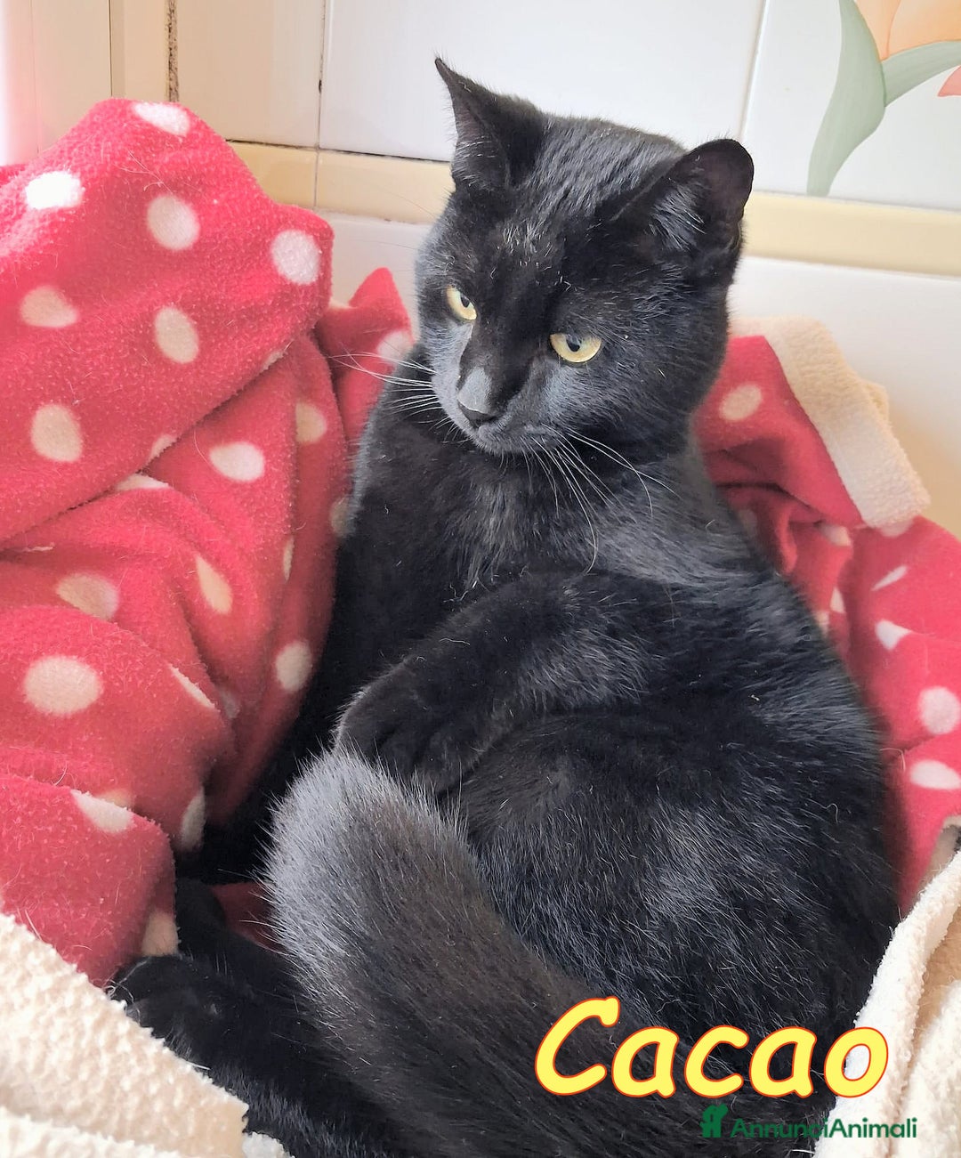 Europeo gatti in regalo: CACAO IL GATTINO PIU DOLCE CHE CI SIA - Annuncio 2