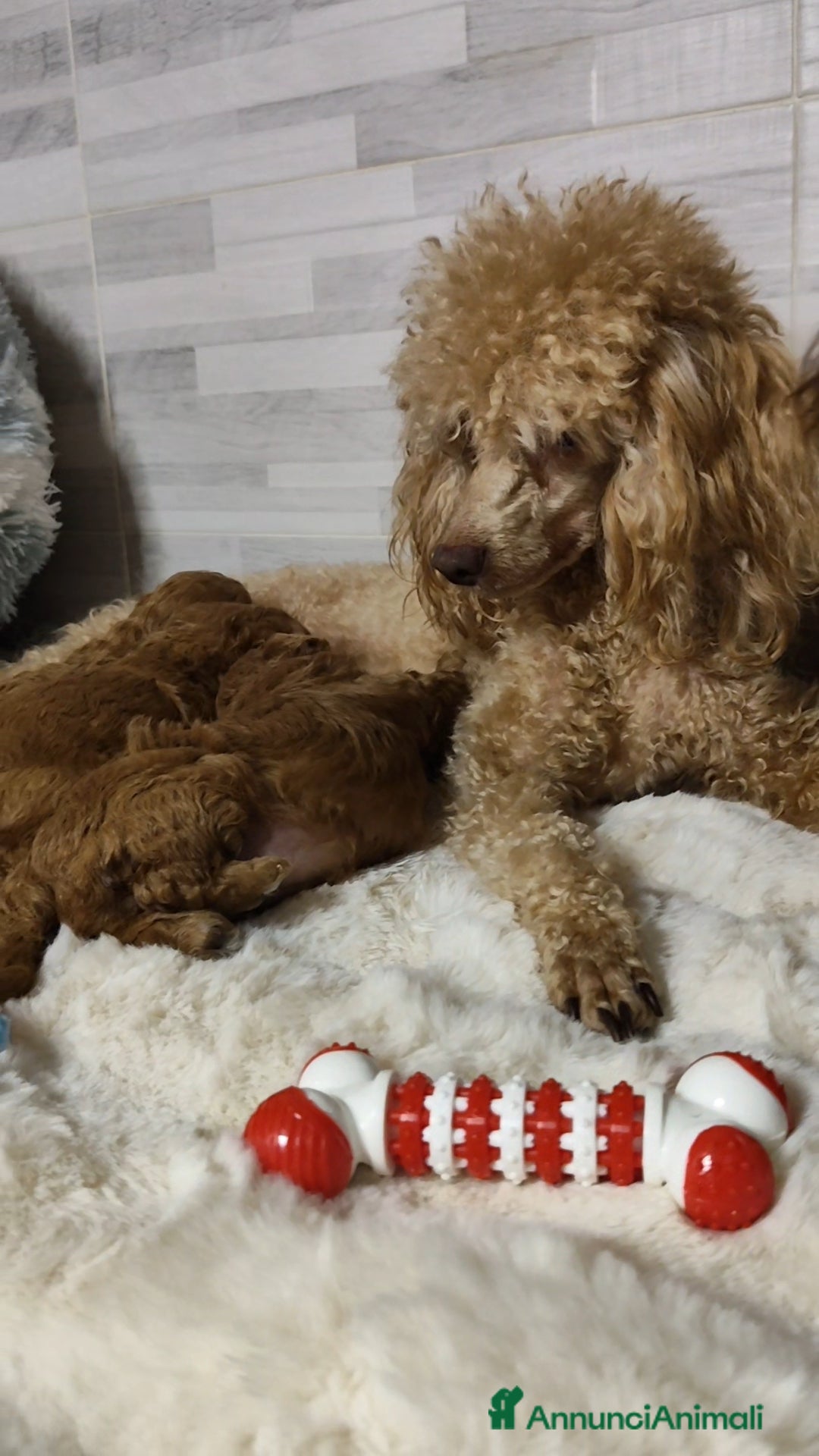 Barboncino cani in vendita: Barboncino nano  - Annuncio 2