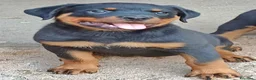 Rottweiler cani in vendita: Cuccioli rottweiler  - Annuncio 3