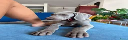 Weimaraner cani in vendita: Ultimo cucciolo di Weimaraner in vendita a Provincia di Novara - Annuncio 4