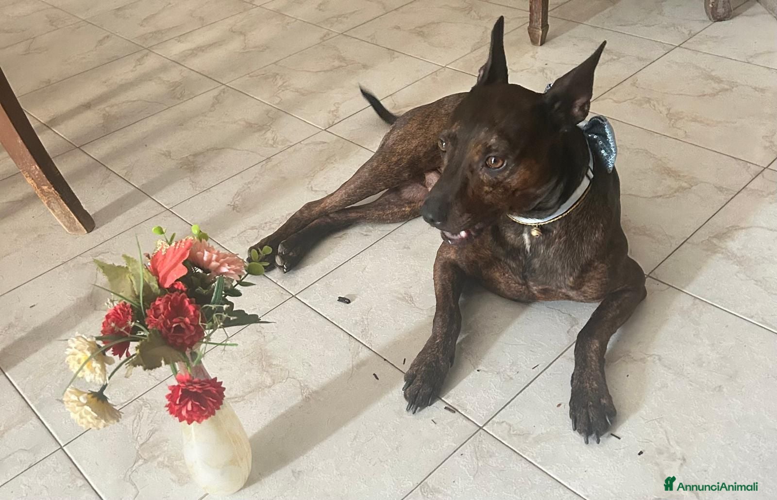 Meticcio cani Mix Pinscher tigrato 4anni kg12 viveva soloCASERTA - Annuncio 4
