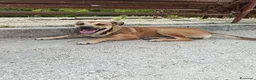 Meticcio cani in regalo: Stella cerca casa urgentemente  - Annuncio 2