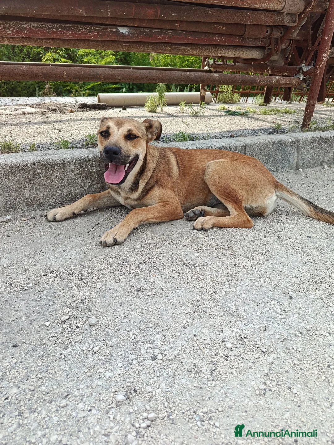 Meticcio cani in regalo: Stella cerca casa urgentemente  - Annuncio 2