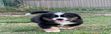 Bovaro del Bernese 3