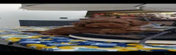 Barboncino Toy cani in vendita: Barboncino  a Provincia di Caserta - Annuncio 2
