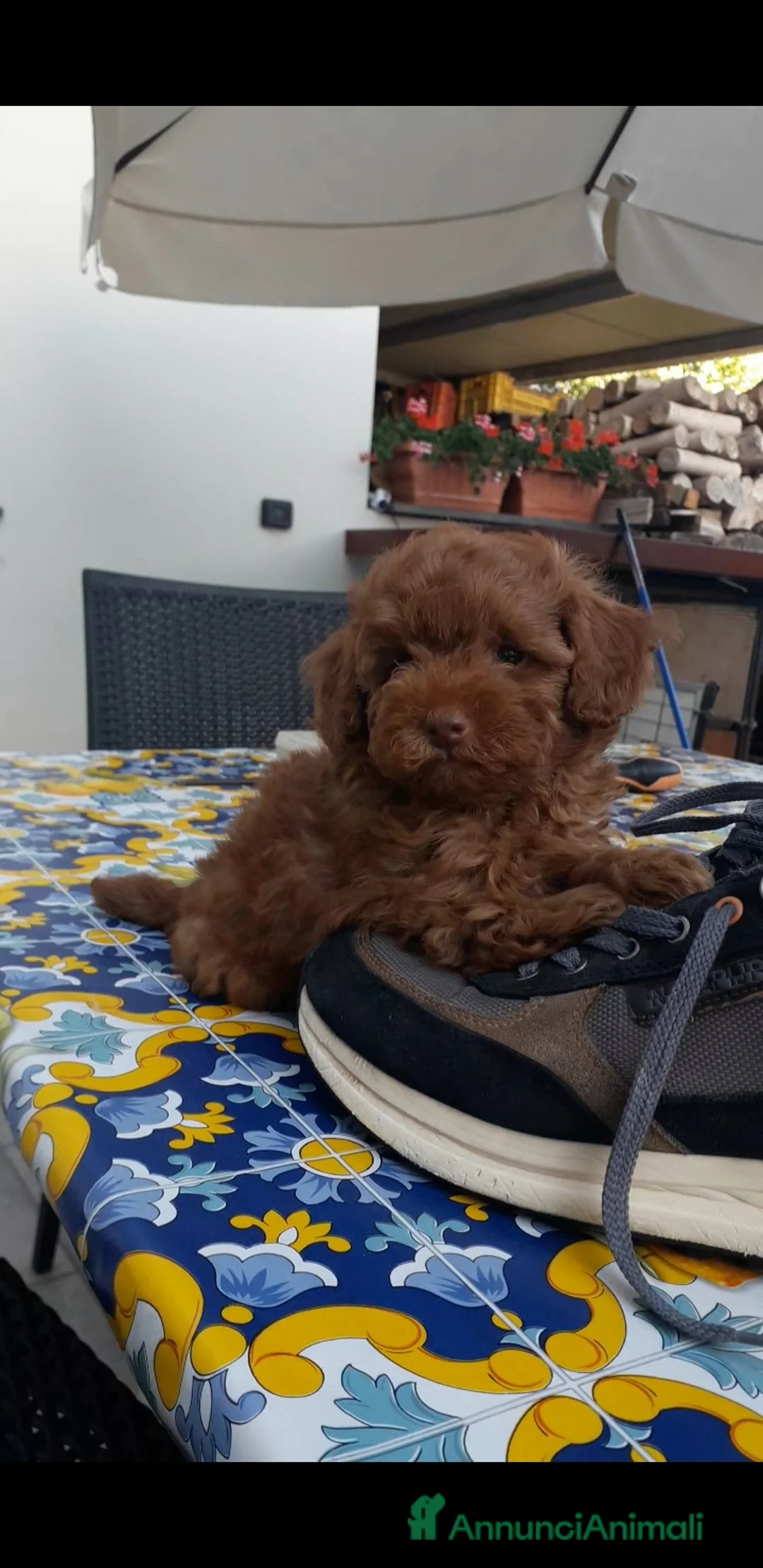 Barboncino Toy cani in vendita: Barboncino  a Provincia di Caserta - Annuncio 2