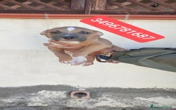 American Bully cani in vendita: AMERICAN BULLY ultime cucciole coccolose - Immagine 4