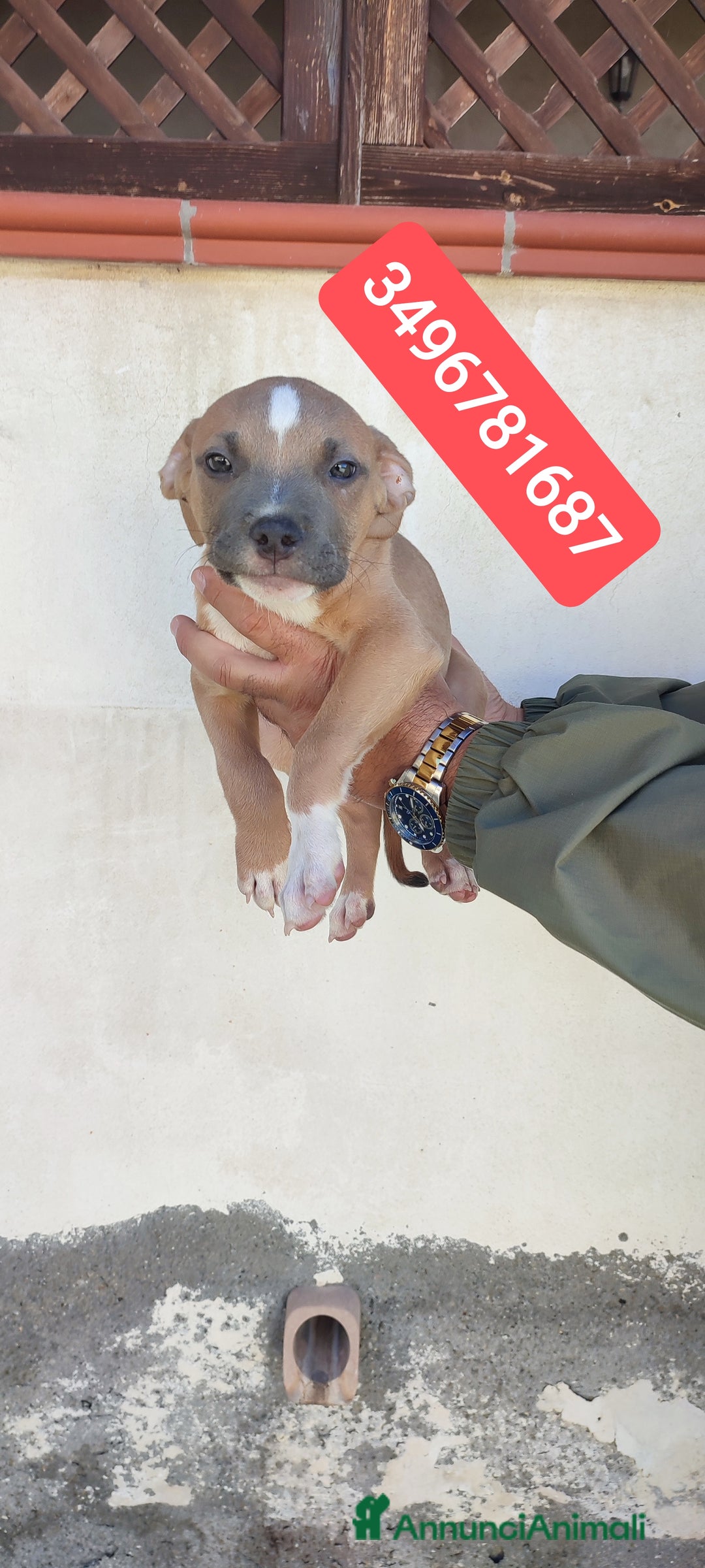 American Bully cani in vendita: AMERICAN BULLY ultime cucciole coccolose - Immagine 4