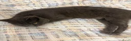 Meticcio gatti in regalo: Dolce gatto Grigio cerca casa - Annuncio 5