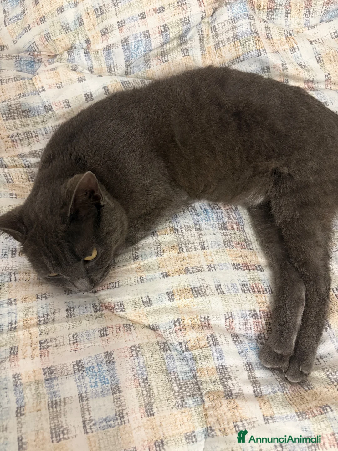 Meticcio gatti in regalo: Dolce gatto Grigio cerca casa - Annuncio 5
