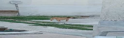 Meticcio cani in regalo: Triade di meticci - Annuncio 9