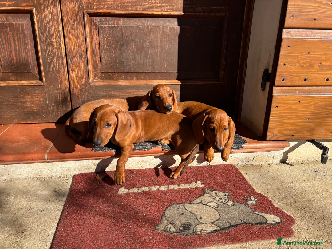 Bassotto cani in vendita: Cuccioli bassotto tedesco standard pelo corto - Annuncio 4