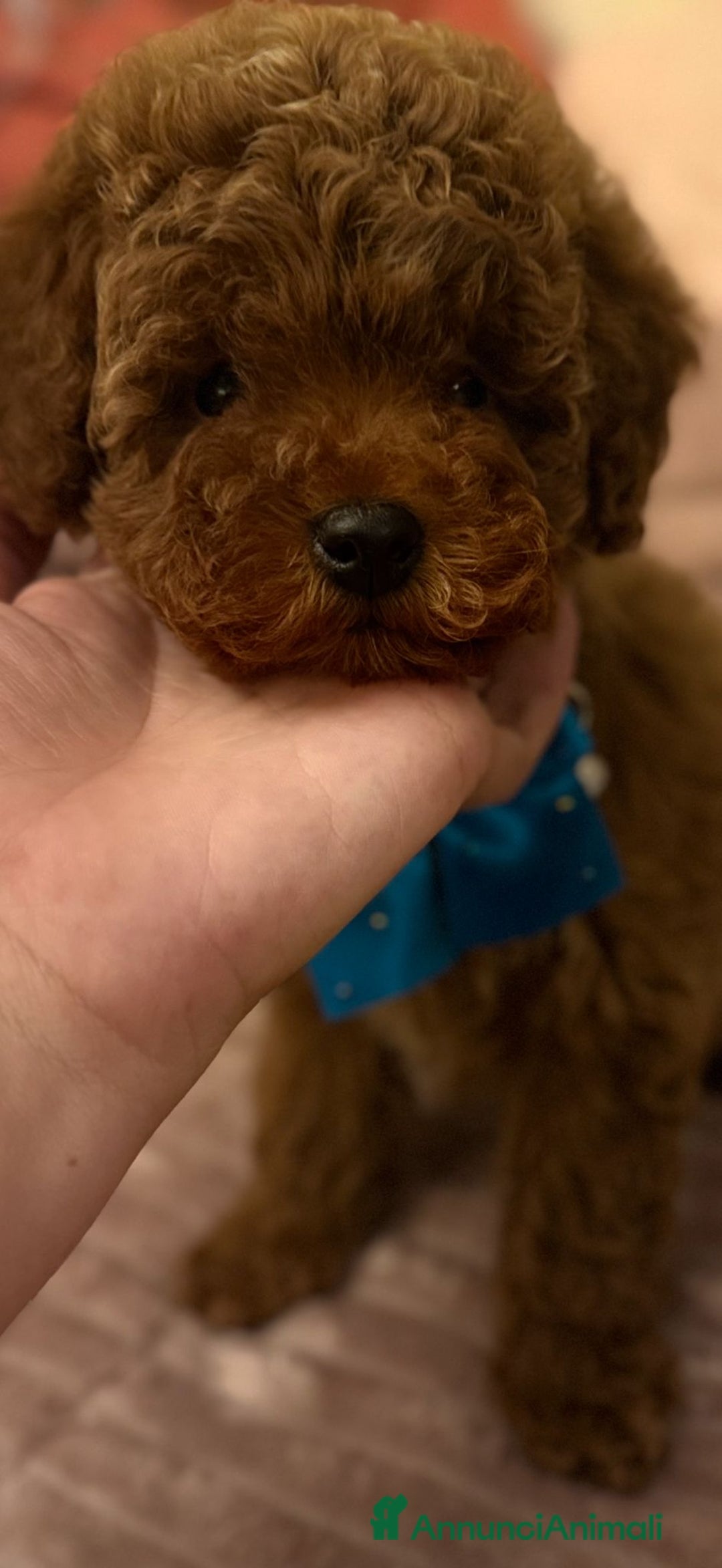 Barboncino Toy cani in vendita: Barboncino Toy  - Annuncio 4