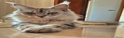 Maine Coon gatti in vendita: 5 splendide creature - Annuncio 2