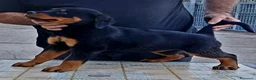 Rottweiler cani in vendita: Disponibili cuccioli Rottweiler  - Annuncio 9