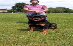 Rottweiler cani per accoppiamento: Rottweiler per monta - Annuncio 4