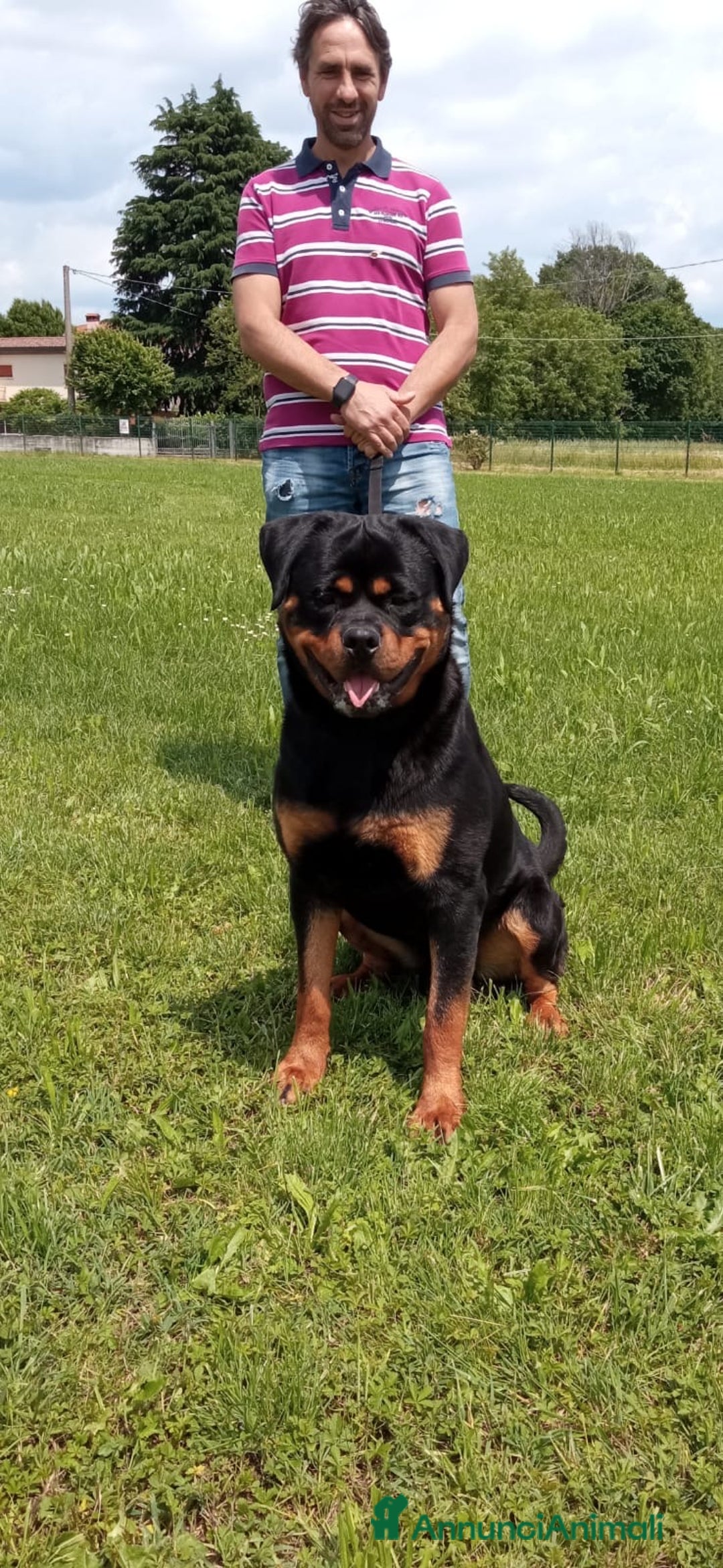 Rottweiler cani per accoppiamento: Rottweiler per monta - Annuncio 4