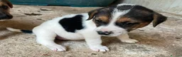 Meticcio cani in regalo: TENERI CUCCIOLOTTI : TARZAN E JANE a Città metropolitana di Roma Capitale - Annuncio 6
