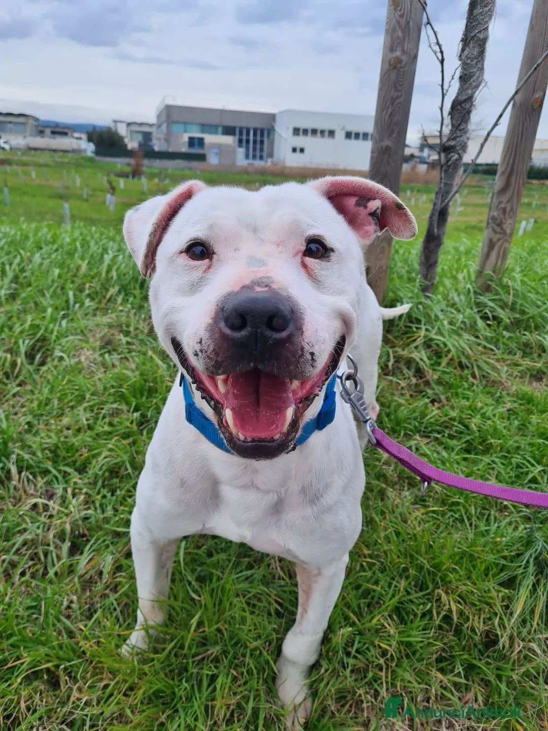 Pitbull cani in regalo: CIRO, PITBULL tanto dolce rimasto SOLO. - Annuncio 16