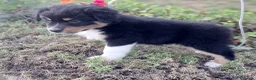 Australian Shepherd cani in vendita: Cuccioli black tricolore  - Annuncio 5