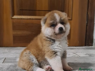 Akita Inu cani Cuccioli di Akita LOMBARDIA - Annuncio 10