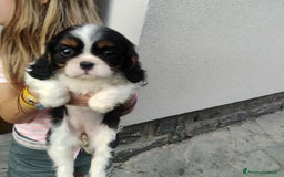Cavalier King cani in vendita: Cavalier king con pedigree pronta da subito  a Provincia di Lecco - Immagine 15