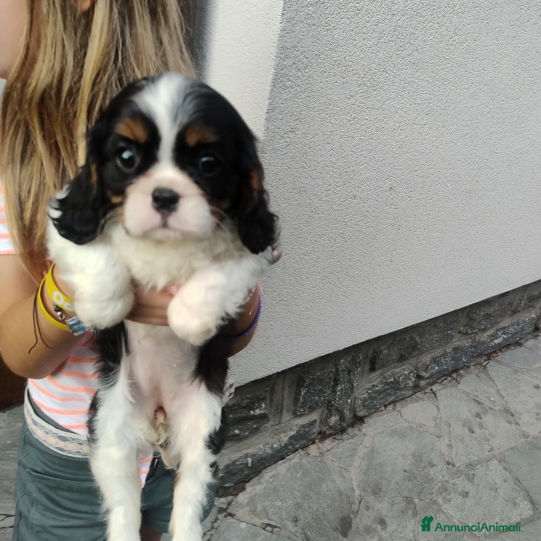 Cavalier King cani in vendita: Cavalier king con pedigree pronta da subito  a Provincia di Lecco - Immagine 15