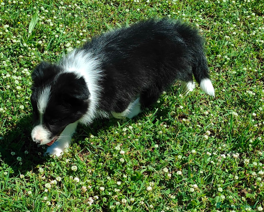 Border Collie cani in vendita: Border collie  a Provincia di Frosinone - Annuncio 3