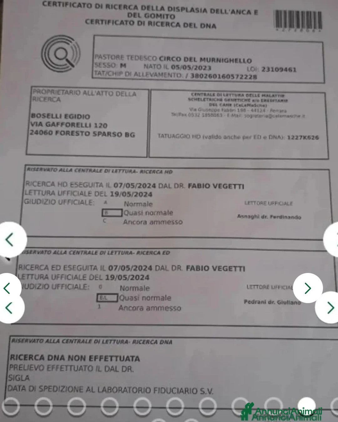 Pastore Tedesco cani in vendita: splendidi cuccioli pastore tedesco  - Annuncio 17