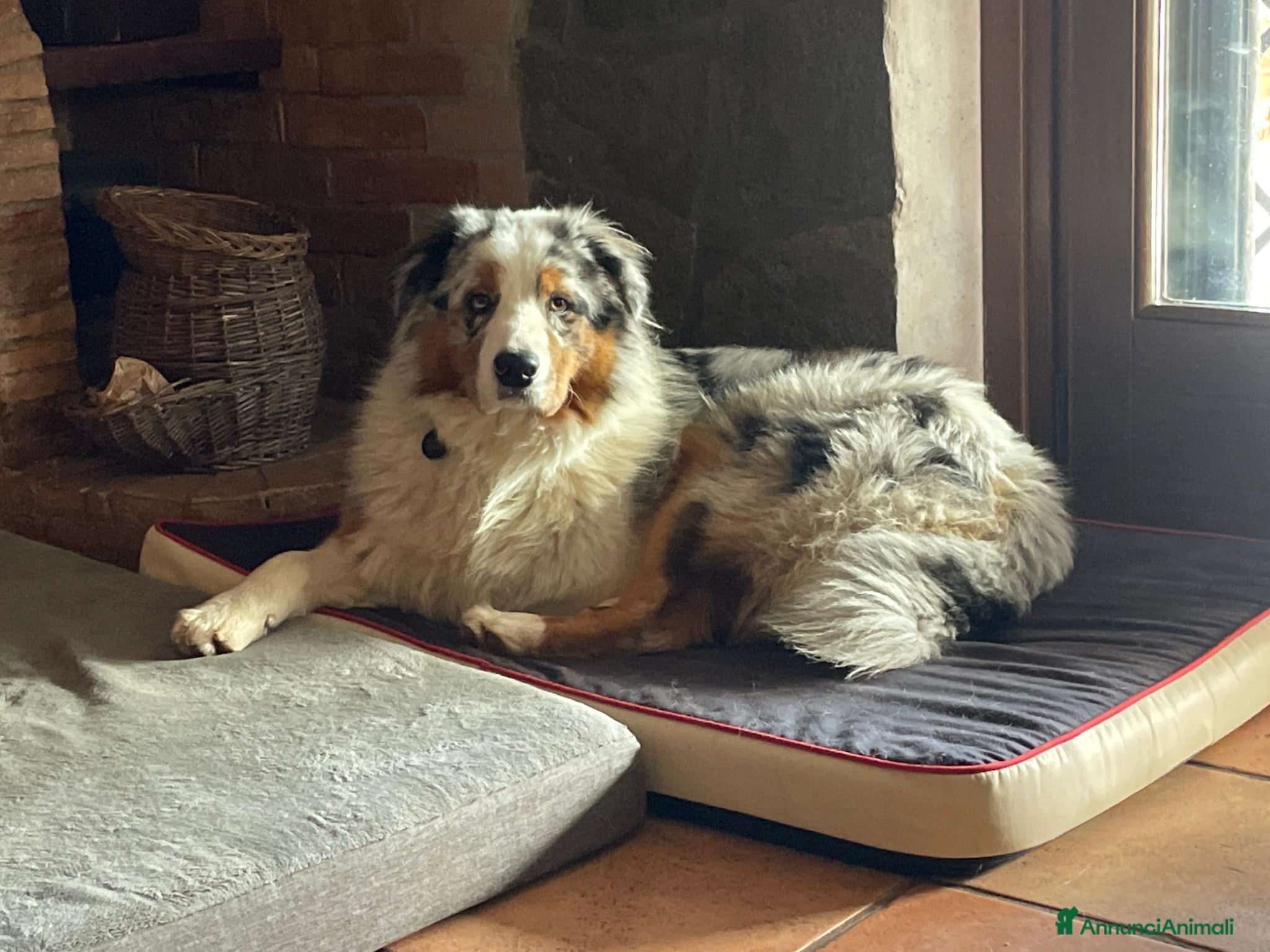Australian Shepherd cani Vendita cuccioli pastore australiano Pedigree - Annuncio 1