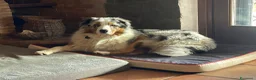 Australian Shepherd cani in vendita: Vendita cuccioli pastore australiano Pedigree - Annuncio 1