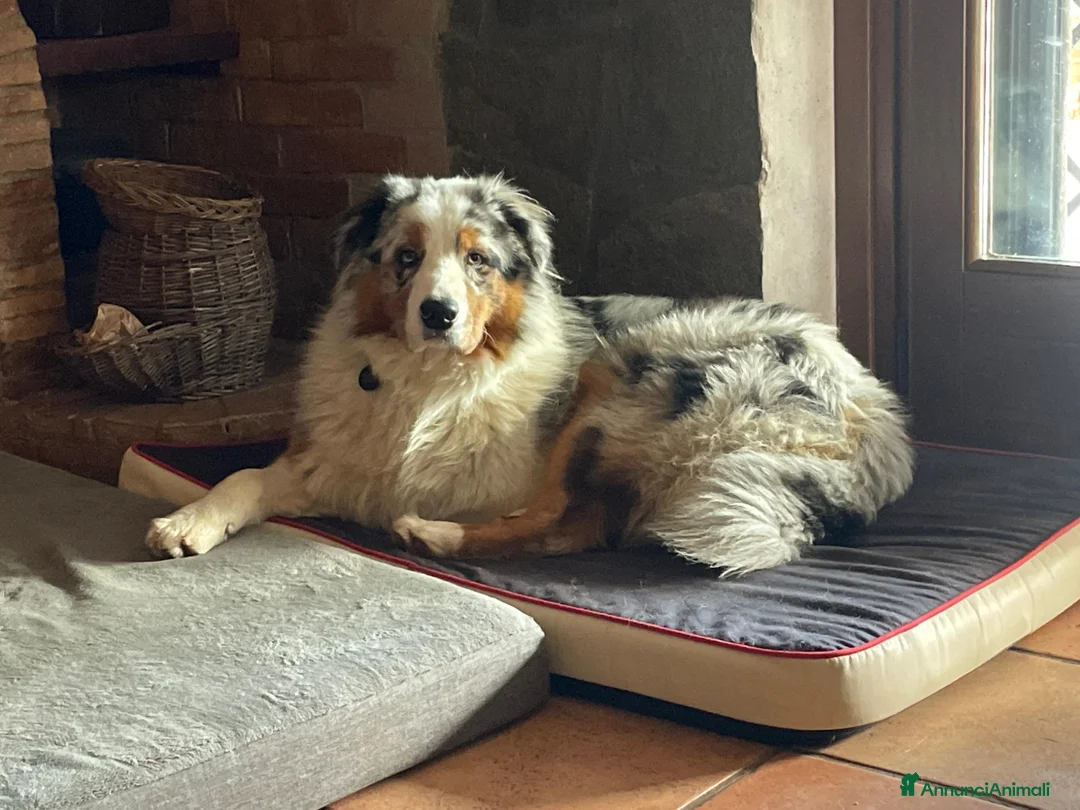 Australian Shepherd cani in vendita: Vendita cuccioli pastore australiano Pedigree - Annuncio 1