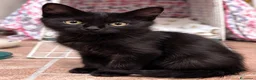 Europeo gatti in regalo: Dolcissima gattina  a Città metropolitana di Roma Capitale - Annuncio 4