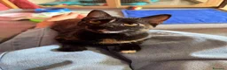 Europeo gatti in regalo: CELINE, affettuosissima gattina in adozione.  - Annuncio 5