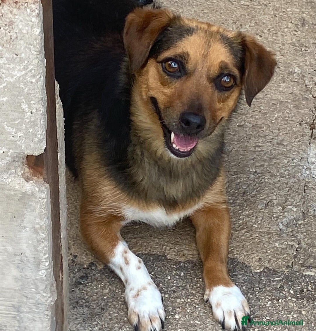 Meticcio cani in regalo: MEMOLE taglia piccola 4 anni cerca adozione a Provincia di Latina - Annuncio 2