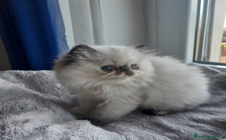 Persiano gatti - Annuncio 8