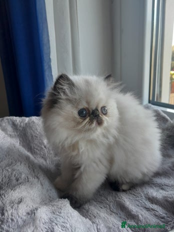 Persiano gatti - Annuncio 4