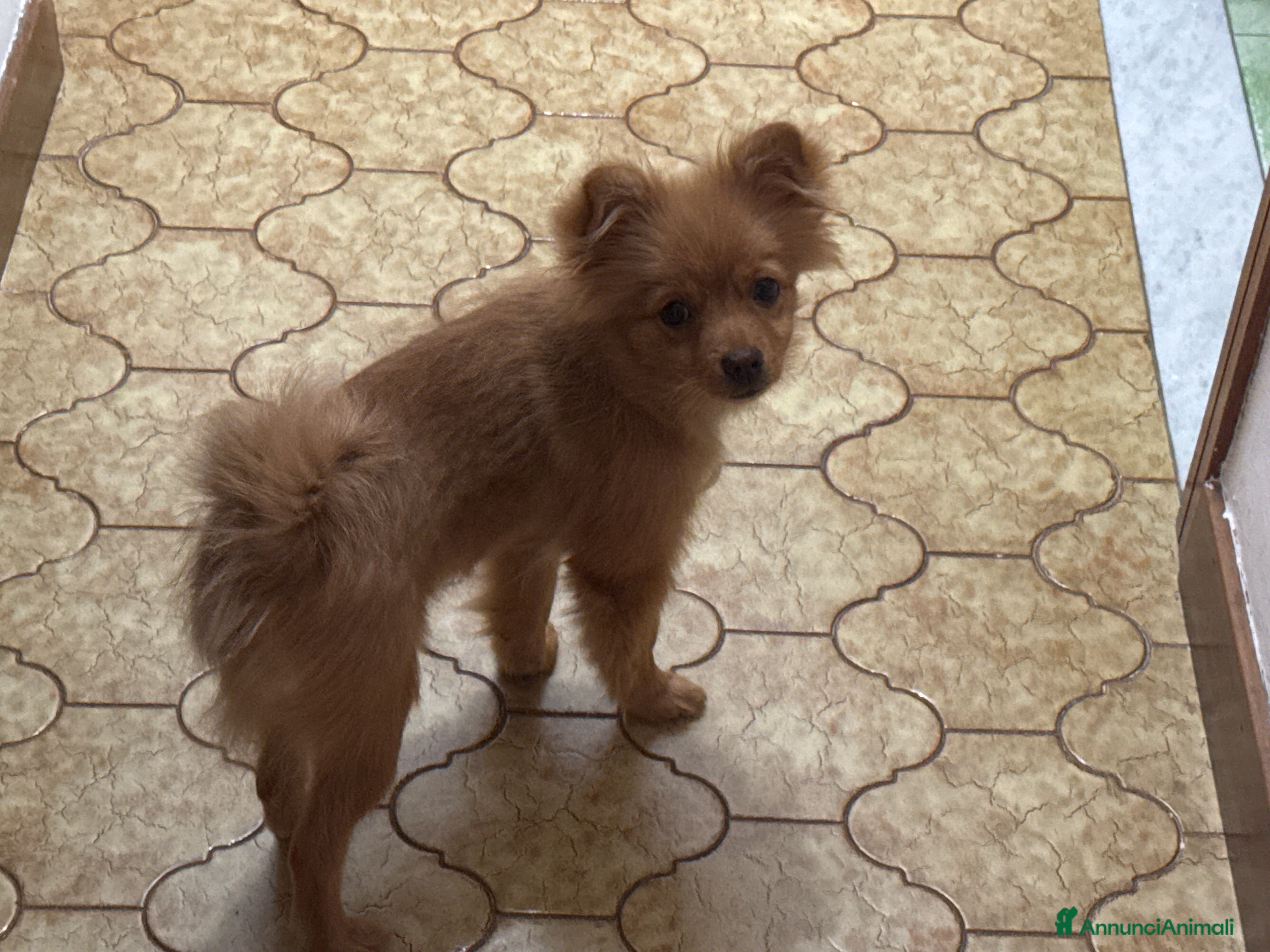 Volpino Pomerania cani Volpino Pomerania  a Provincia di Lodi - Annuncio 1