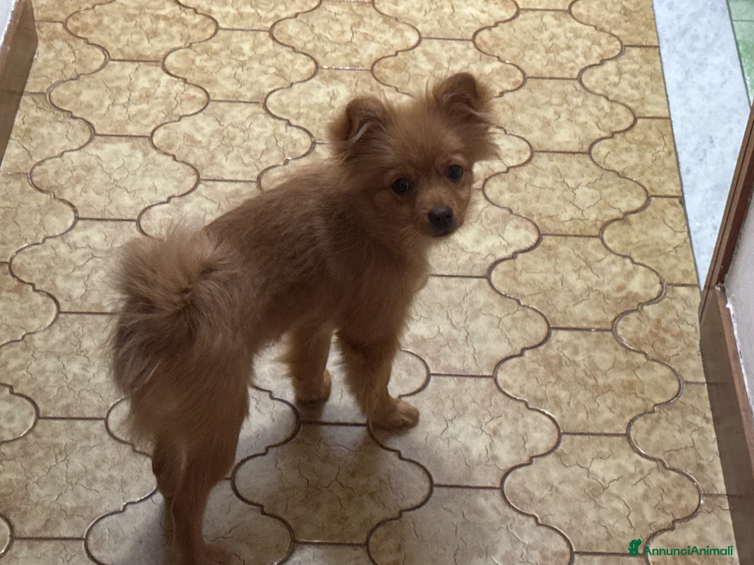 Volpino Pomerania cani in vendita: Volpino Pomerania  a Provincia di Lodi - Annuncio 1