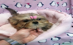 Meticcio cani in vendita: Shorkie cuccioli - Yorkshire e Shih Tzu a Province of Rovigo - Immagine 5