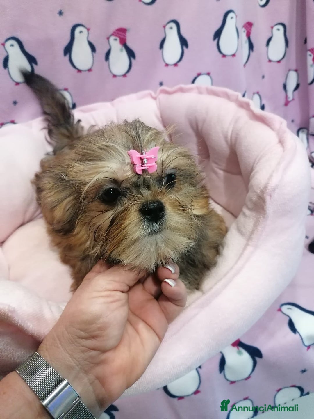 Meticcio cani in vendita: Shorkie cuccioli - Yorkshire e Shih Tzu a Province of Rovigo - Immagine 5