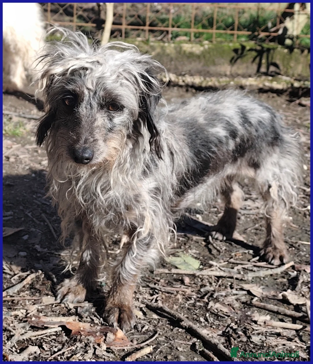 Meticcio cani in regalo: SHENZI SIMIL BASSOTTINA TG PICCOLA, 5 ANNI - Annuncio 4