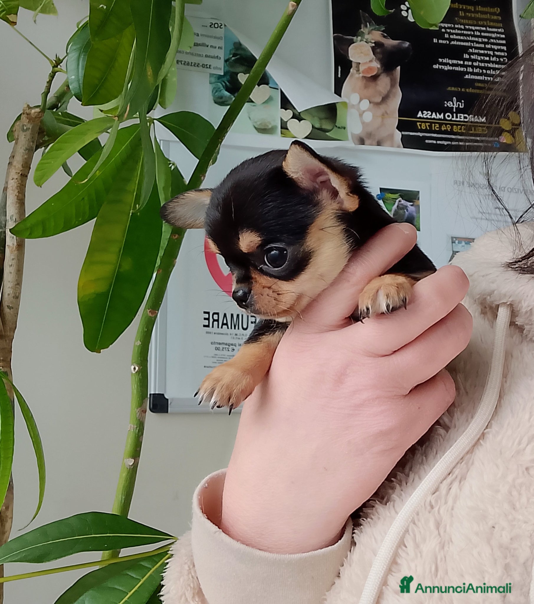 Chihuahua cani Chihuahua pedigree ENCI  - Annuncio 1